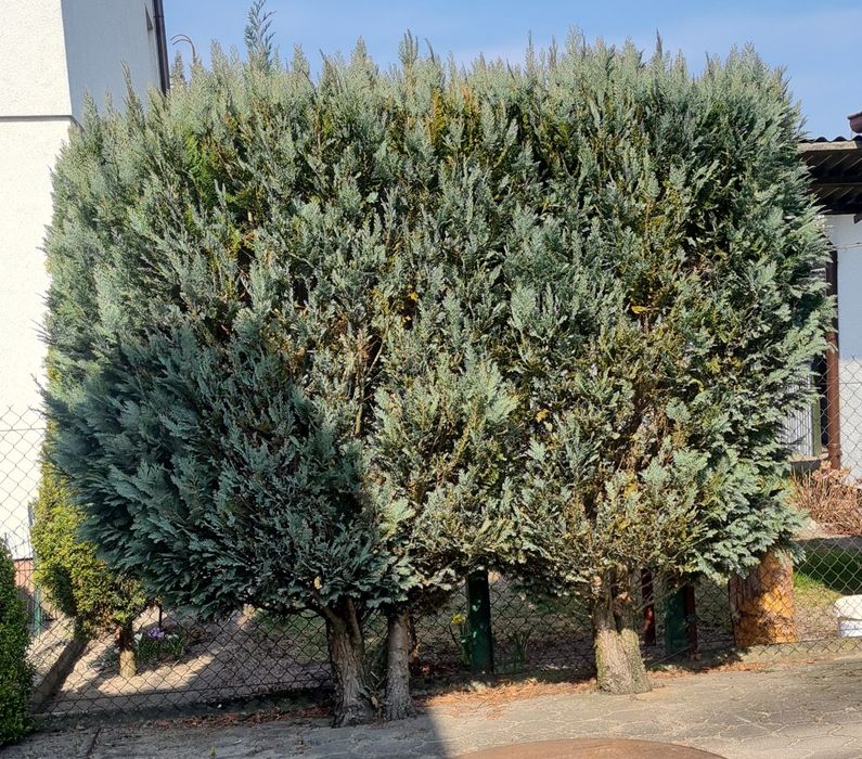 Tuja Cyprysik Lawsona 3m