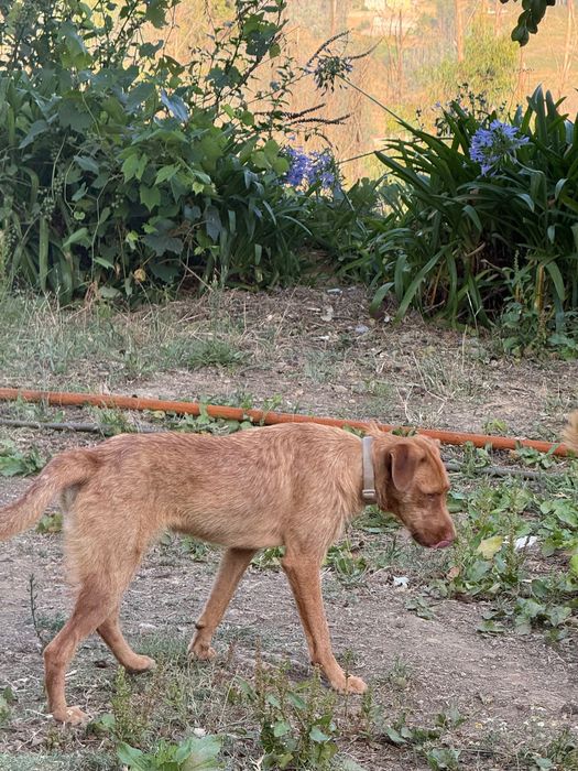 Cão jovem para adoção