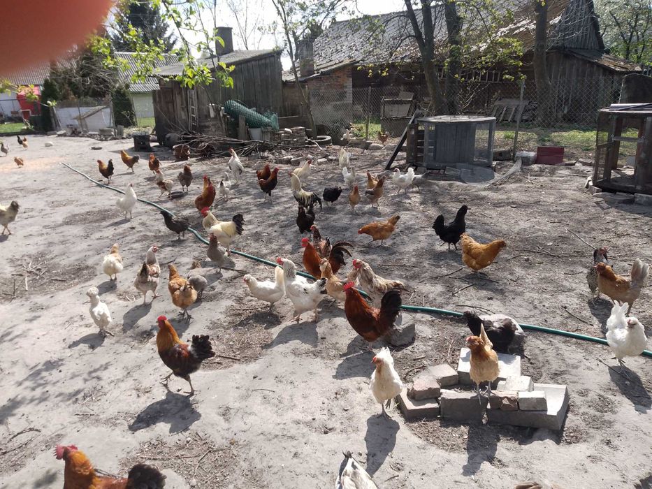 Koguty na rosół z tamtego roku