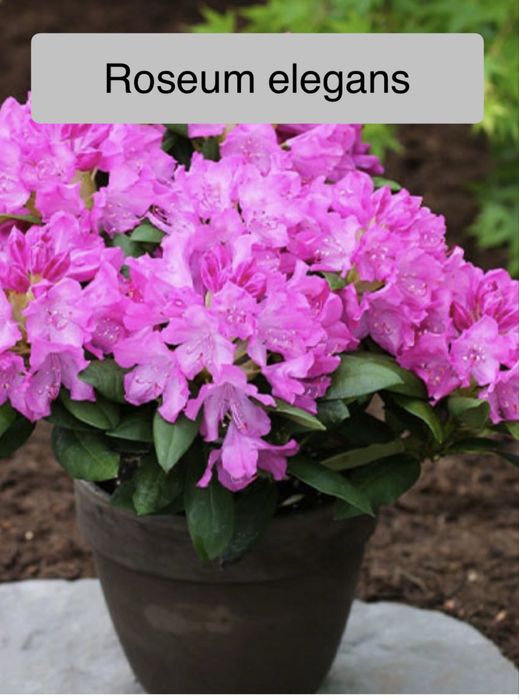 Рододендрон Азалія 11 сортів