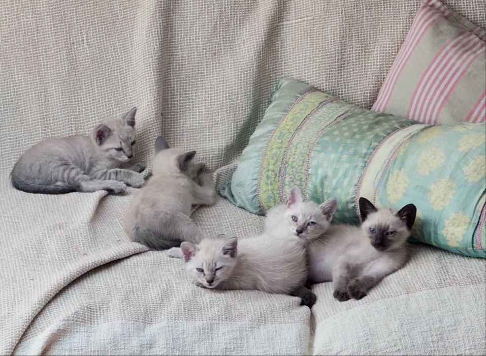 Gatinhos  procuram nova familia :)