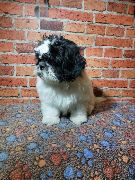 Shih-tzu chlopak
