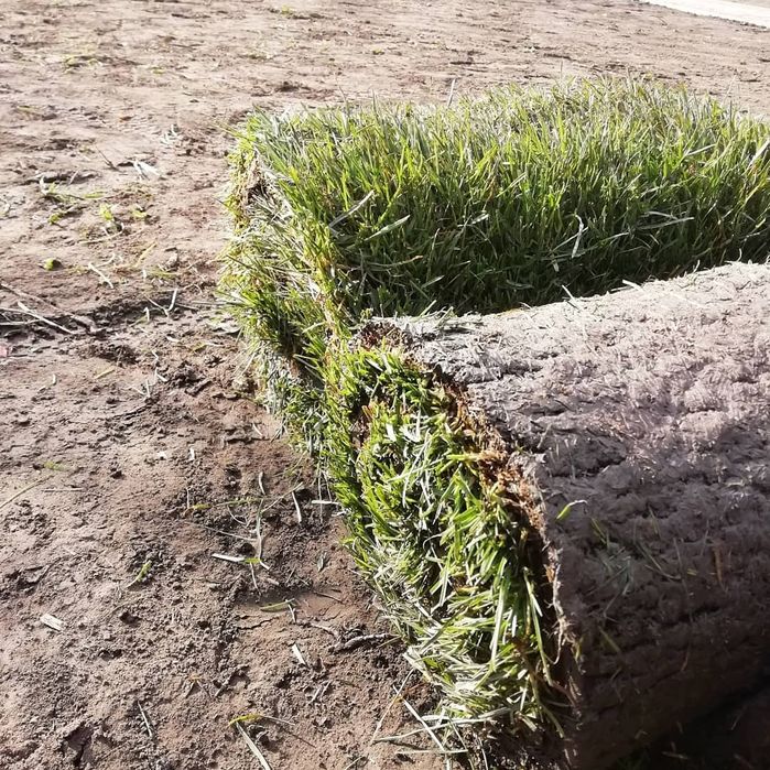 Рулонний та посівний газон.. Ландшафтні роботи