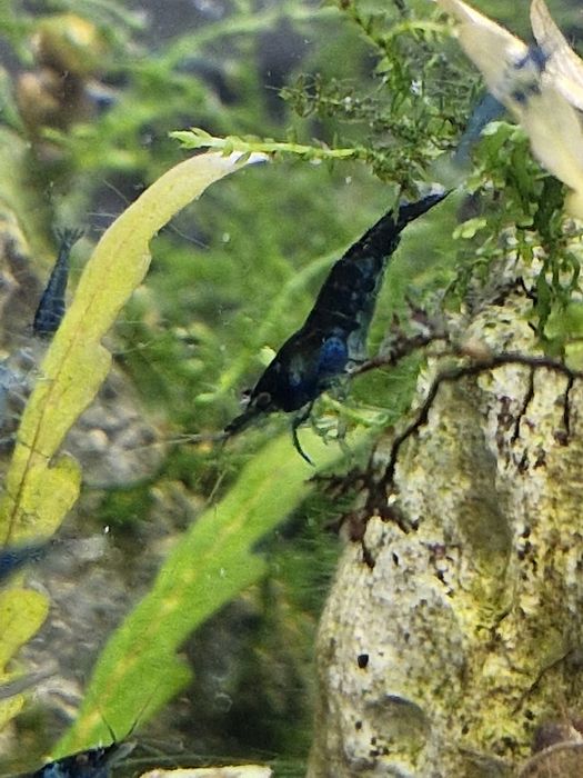 Krewetki neocaridina blue rili
