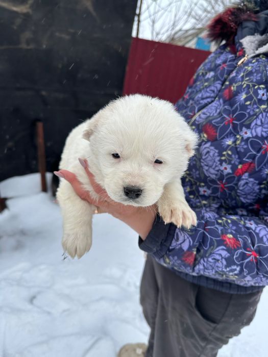 Продам цуценята Алабая