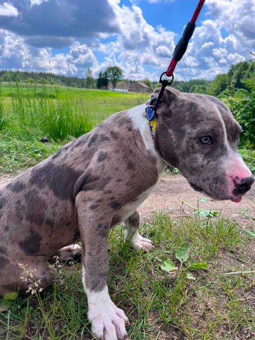Amstaff merle suczka