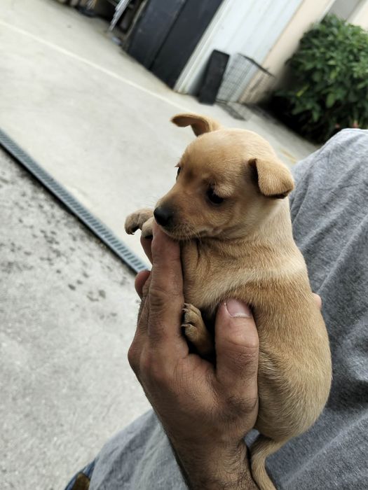 Pincher Mini menino