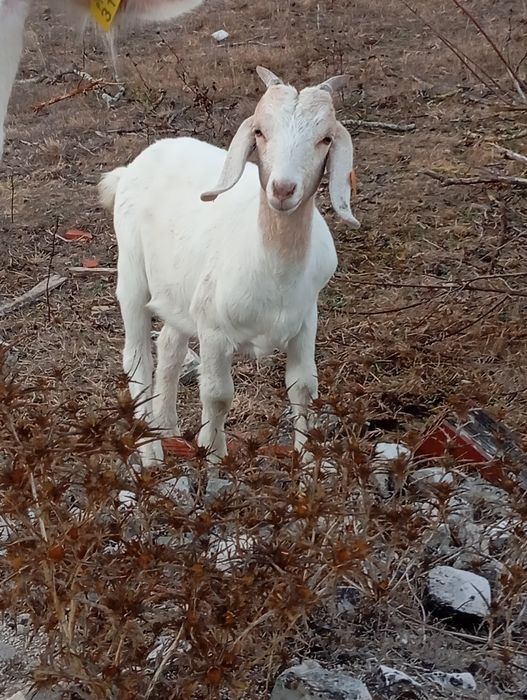 Cabras boer e cruzadas