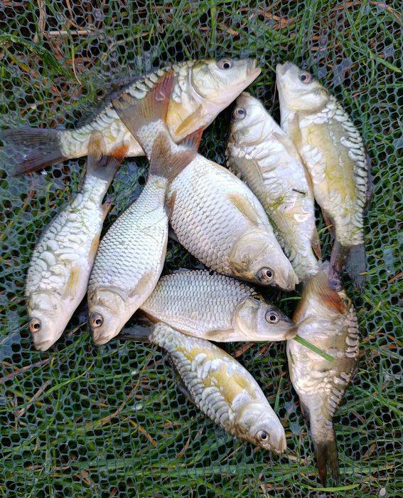 Narybek Karpia, sazan, lustrzeń, lampas, oryginalna łuska