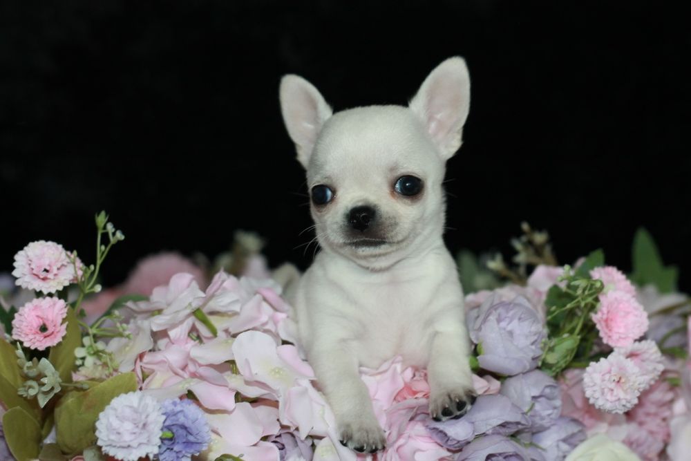 Chihuahua długowłosy chłopiec ZKwP FCI