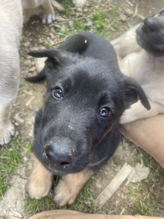 Собаки шукають дім