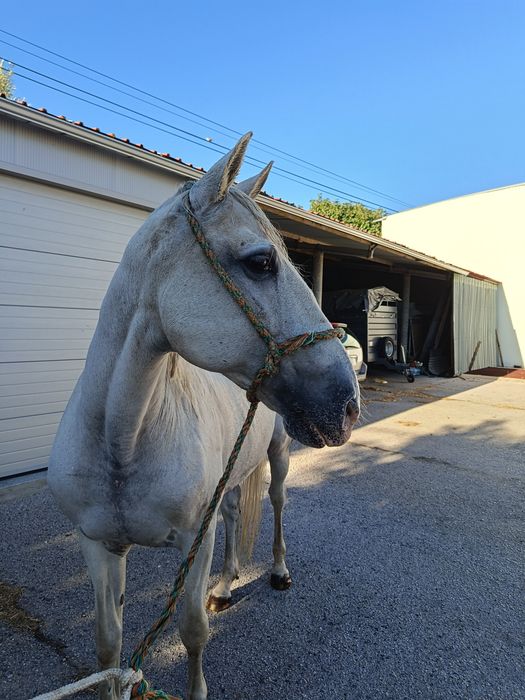 Cavalo Lusitano Russo