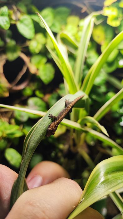 Młode gekony płaczące terrarium vivarium