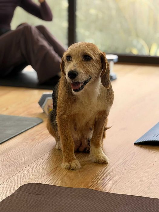 Cadela para adoçao (Foca)