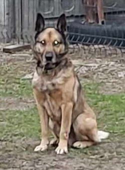 Oddam proludzkiego pieska