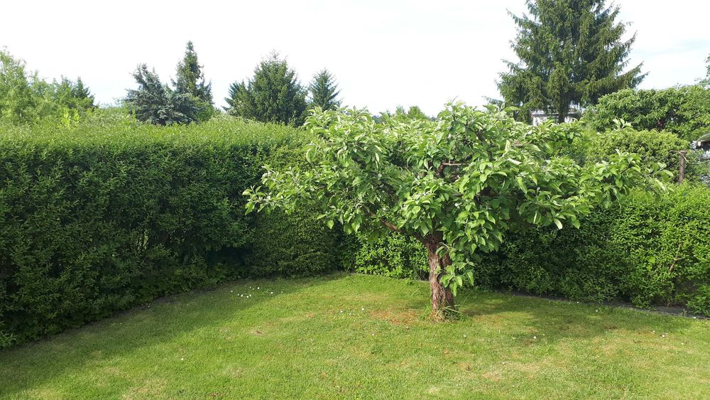 Działka ROD w Olsztynie, zadbana, doinwestowana, prąd, woda - Widok 5