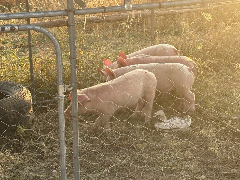 Porcas e leitões