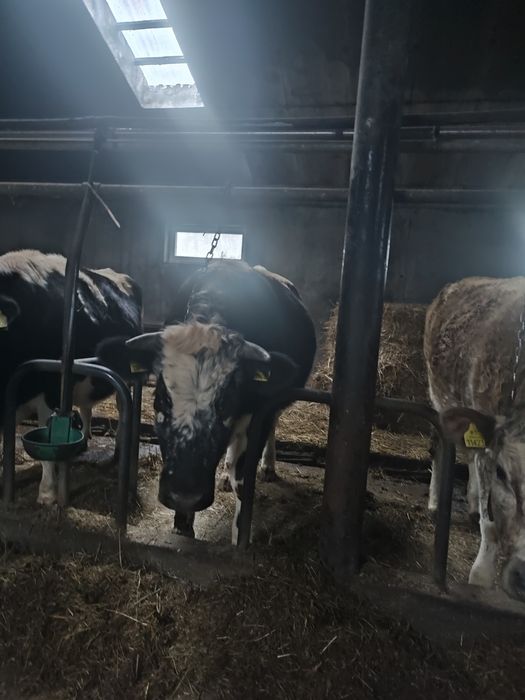 Jałówki cielne mięsne