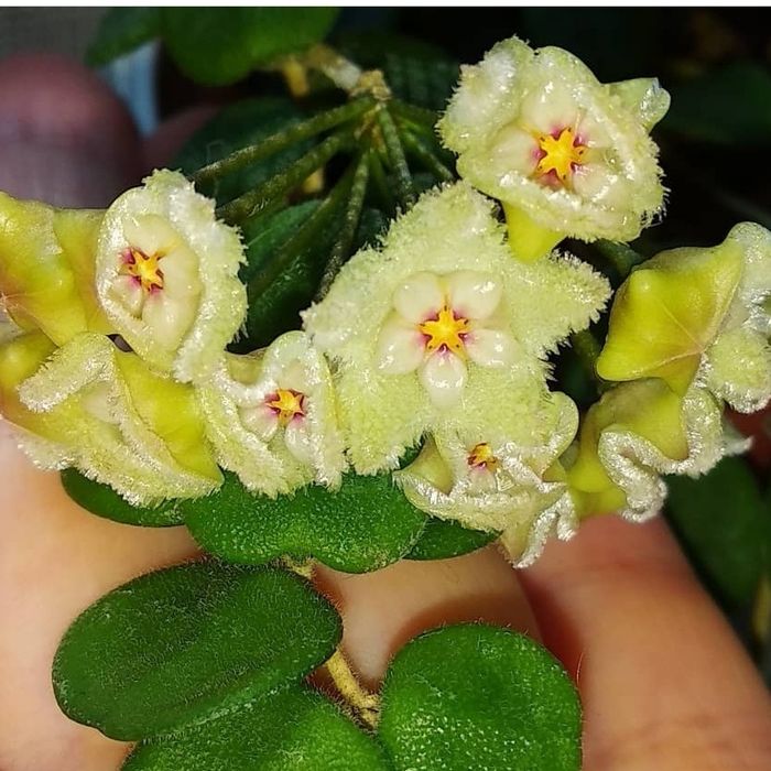 Хойя Серпенс хойя