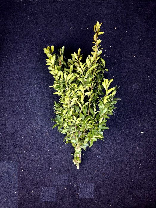 Bukszpan pęczek / świeży