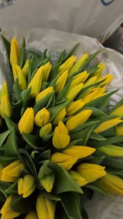 Тюльпан ОПТ 30грн Миколаїв