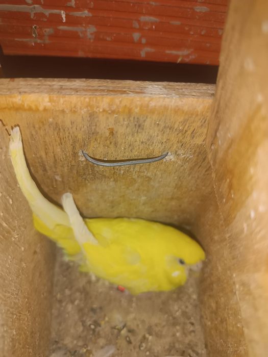 Piriquitos para vender
