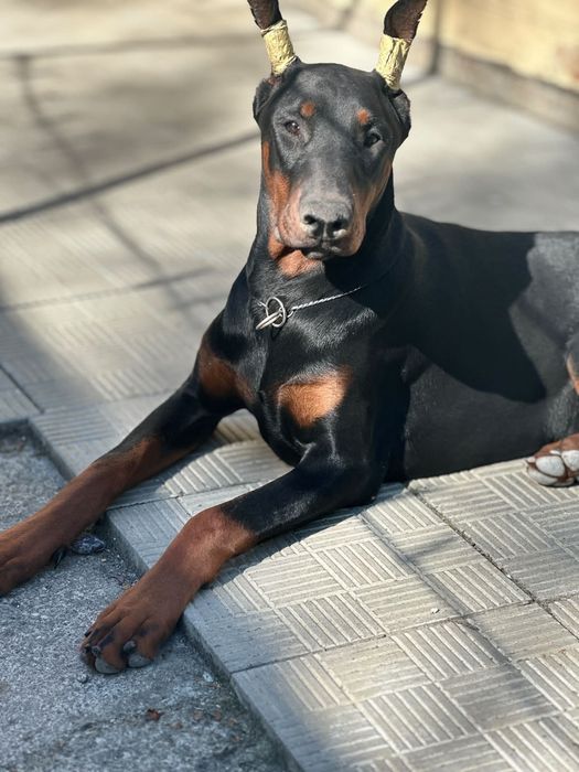 Doberman FCI  samiec