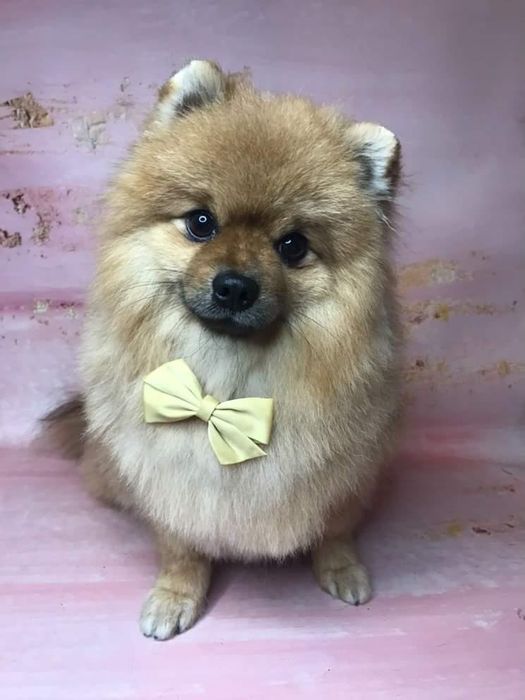 Померанский шпиц"Макс" ищет невесту