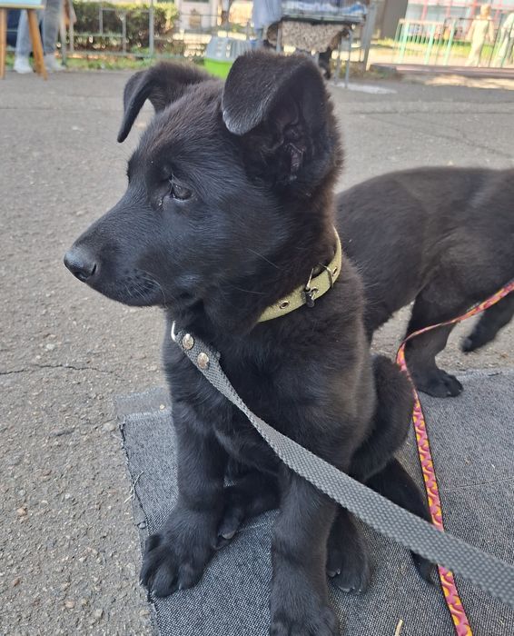 продам цуценят німецької вівчарки