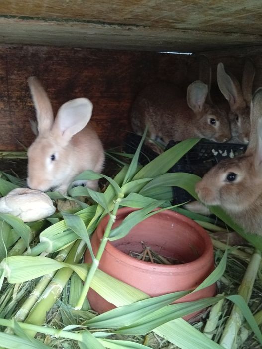 Vendo coelhos criados a comerem de tudo um pouco