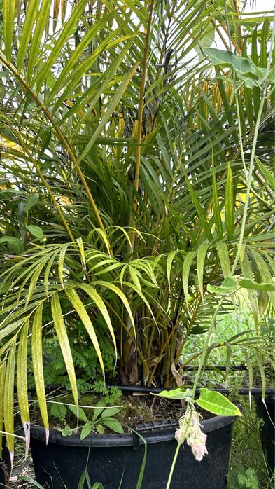 PALMEIRA-ARECA *Dypsis lutescens*
