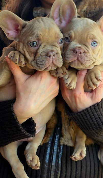 Французький бульдог.