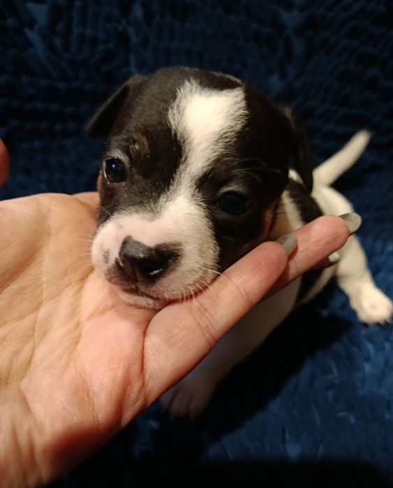 Джек Рассел малюки