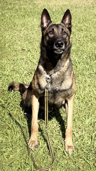 Pastor belga malinois preparado para defesa pessoal