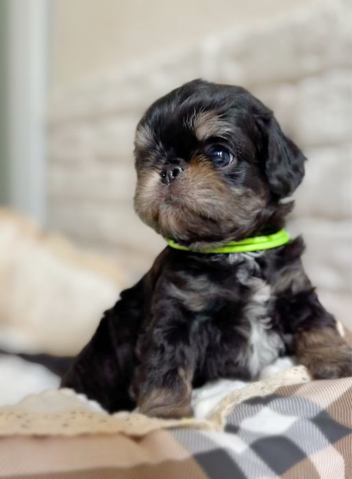 Неймовірно лчльковий есклюзивний хлопчик чарльзбі