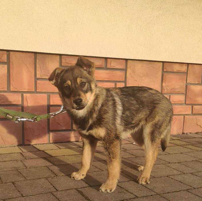 Bambi - młoda suczka szuka domu