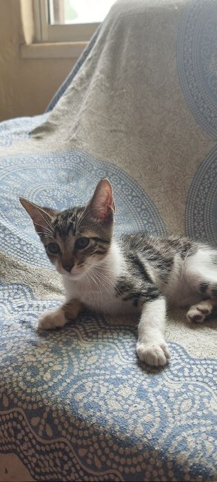 Gatinhos para adoção