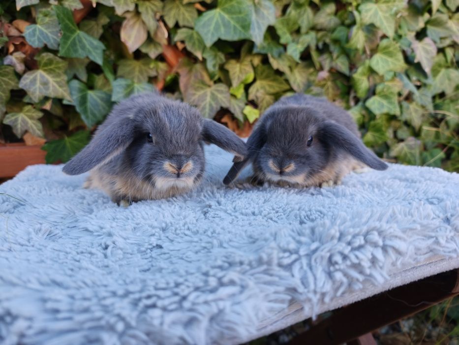 Króliczki karzełki baranki niebieskie podpalane mini króliki