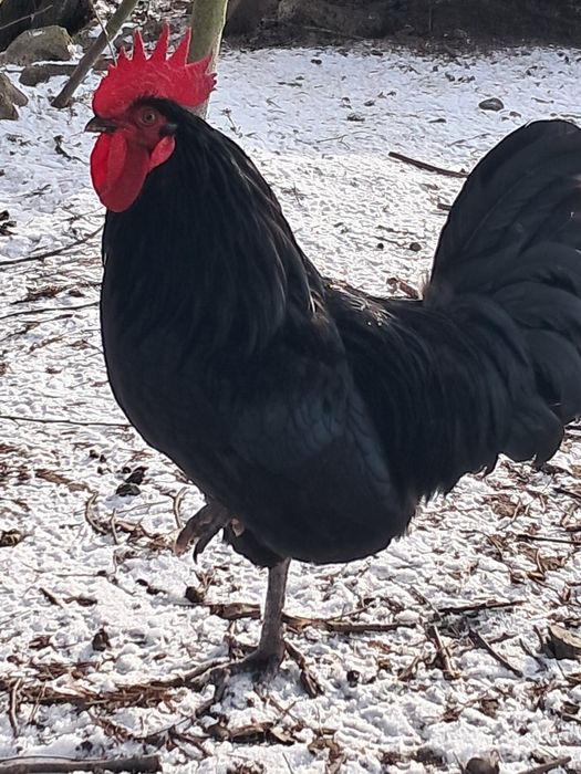 Kogut młody czarny
