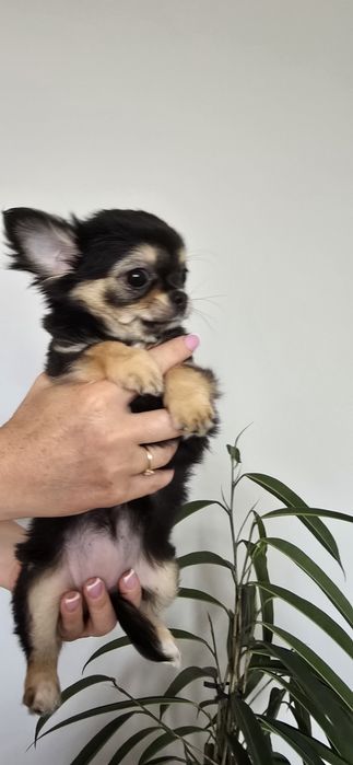 Chihuahua długowłosa - czarna ze znaczeniami