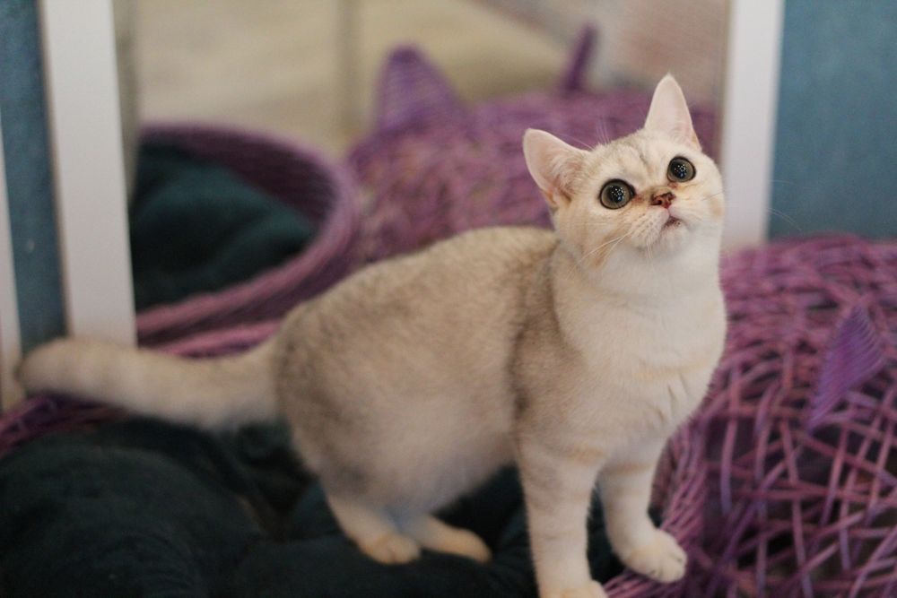 Супер-няшка симпатяшка