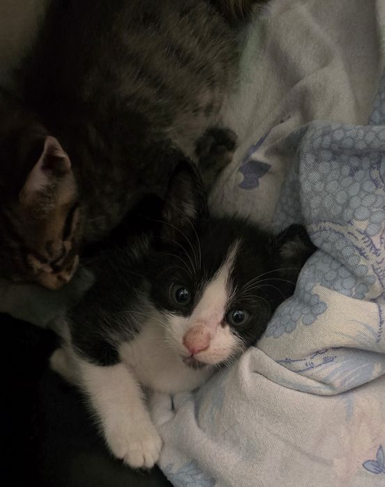 Gatinhos para adoção responsável