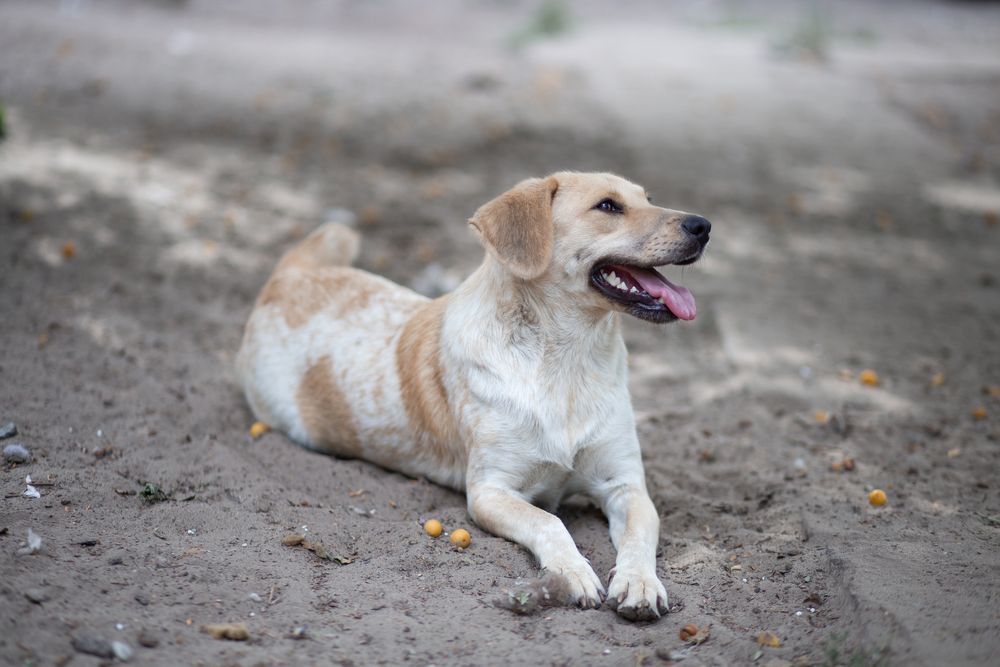 Стерилизованая , добрая Битуся отдам в семью