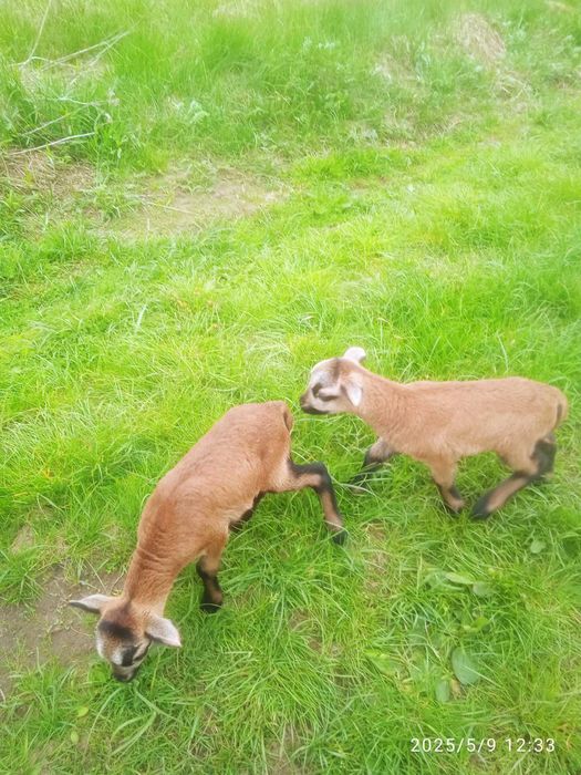 Продаж камерунські вівці