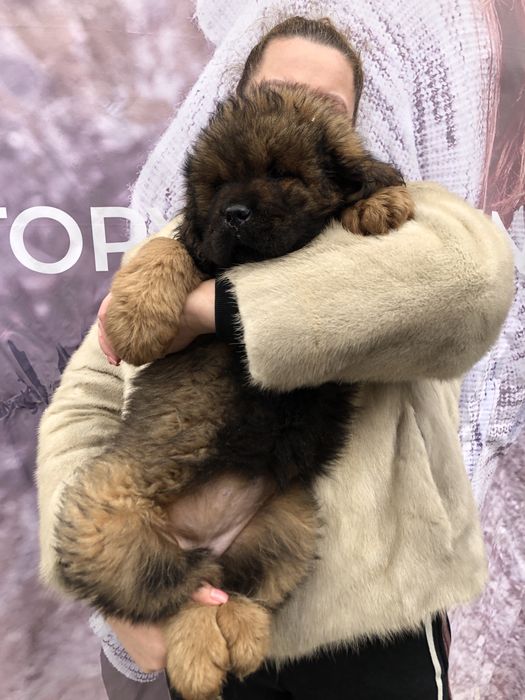 Тибетский мастиф