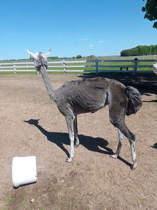 Alpaka samica silver Grey