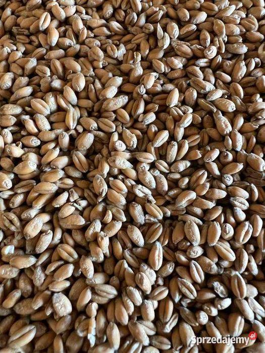 Pszenica ozima euforia