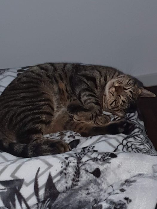 Gatinha para adoção