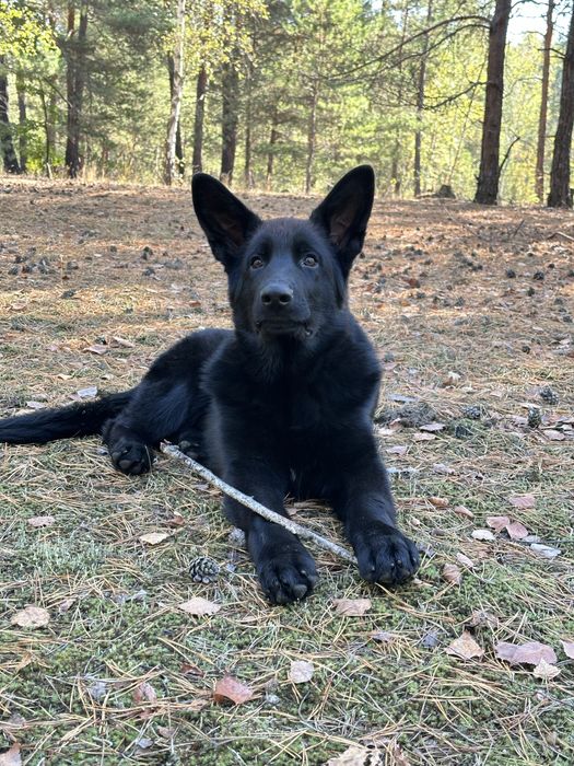 Німецька вівчарка