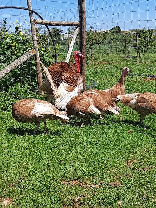 Ovos de perus Red Bourbon